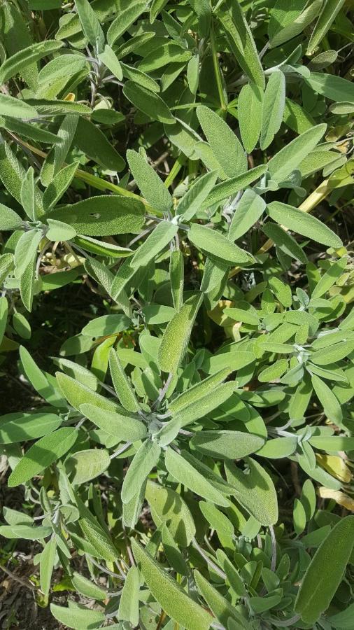 Rifugio Valentina Villa Uscio Ngoại thất bức ảnh